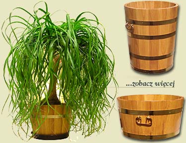 Bednarstwo polskie: Donice d�bowe mrozoodporne